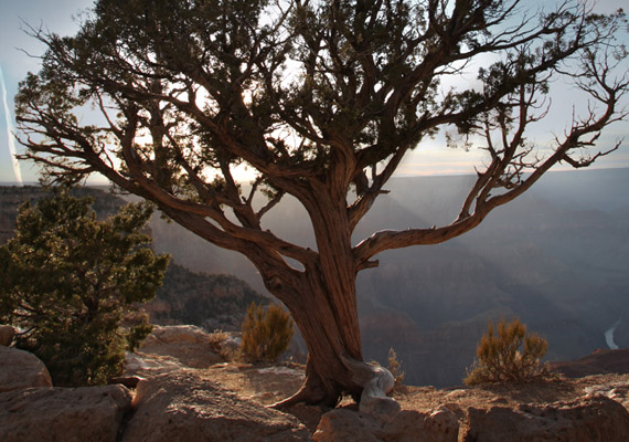 This tree is captured in the Grand Canyon, Arizona, and retouched with CS4.